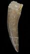 Fossil Plesiosaur Tooth - Morocco #39823-1